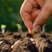 Seed Planting
