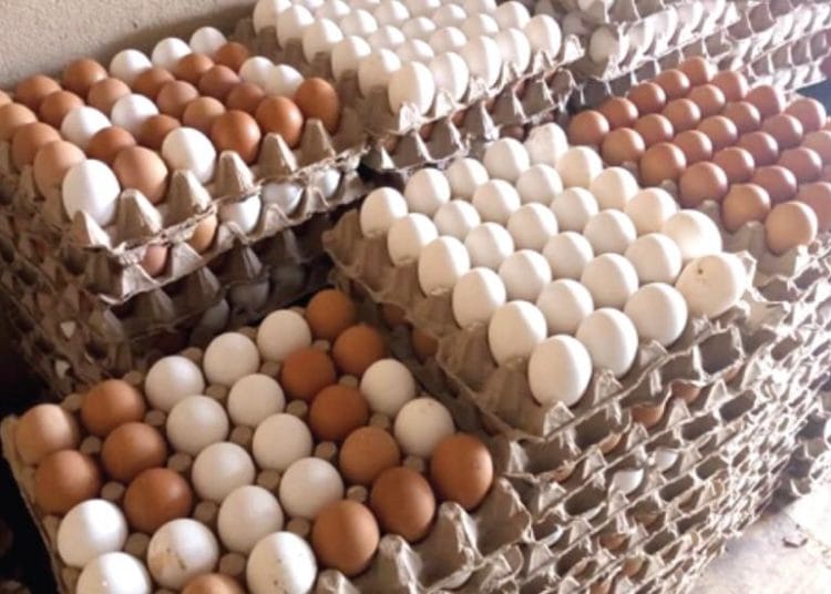 Poultry Farmers to petition Akufo-Addo over plans to replace eggs with Chinese Mackerel in schools 1 Crates of eggs