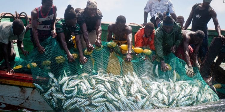Africa’s fisheries sector need reforms to boost resilience post-Covid- Study