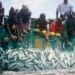 Africa’s fisheries sector need reforms to boost resilience post-Covid- Study reveals 13 Africa’s fisheries sector need reforms to boost resilience post-Covid- Study