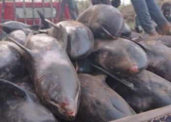 Fisheries Ministry to ascertain cause of fish deaths at Osu Castle Beach