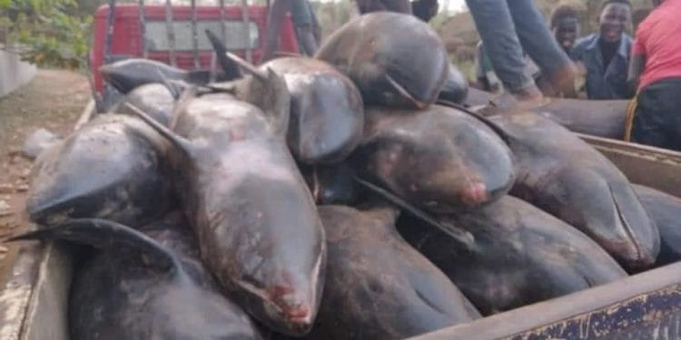 Whales found dead along shores of beach in Axim-Bewire