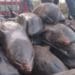 Fisheries Ministry to ascertain cause of fish deaths at Osu Castle Beach 11 Whales found dead along shores of beach in Axim-Bewire