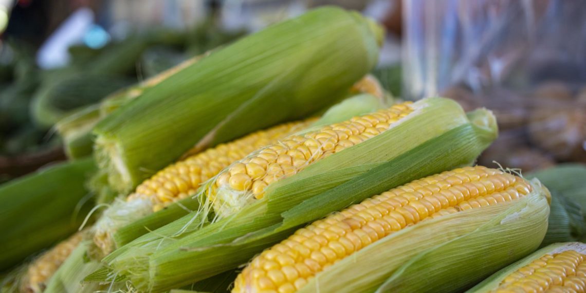 MoFA blames COVID-19 & rainfall fluctuations for the shortage of yellow maize in Ghana