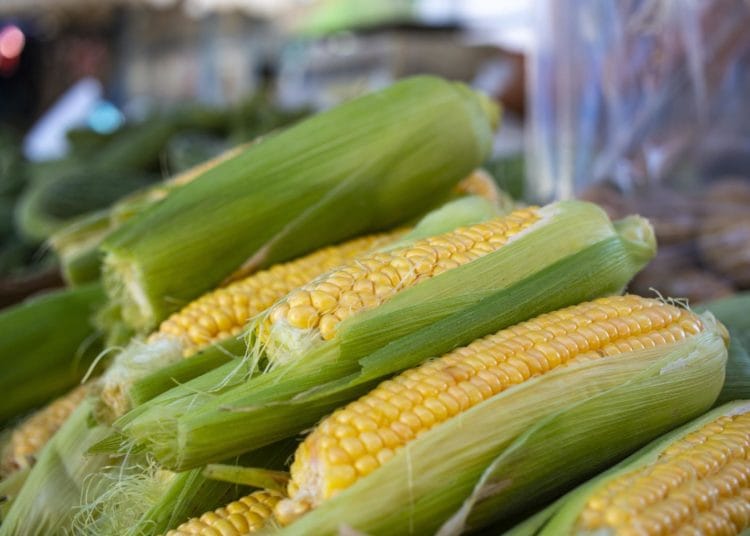 MoFA blames COVID-19 & rainfall fluctuations for the shortage of yellow maize in Ghana 1 wouter supardi salari 7StiT9uqFyo unsplash