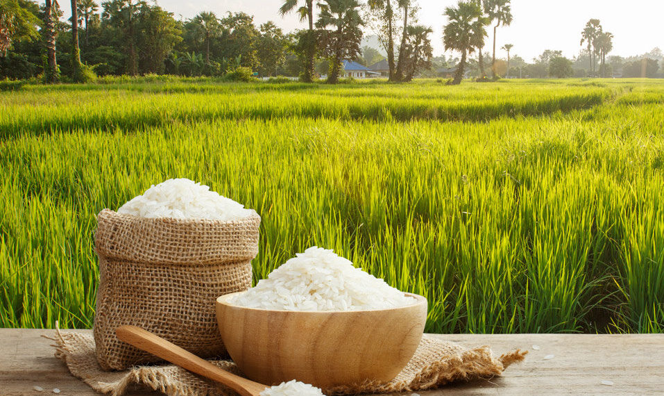 What Is The Meaning Of Rice Self Sufficiency