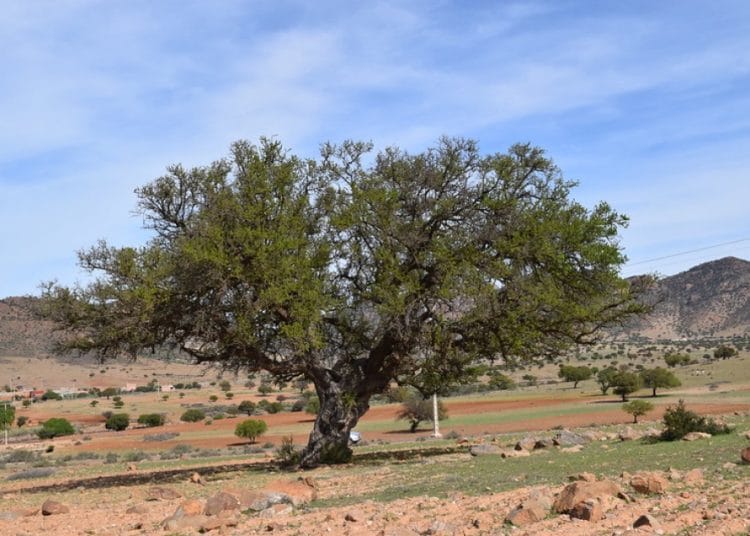 UN celebrates Argan trees today 1 UN celebrates Argan trees today