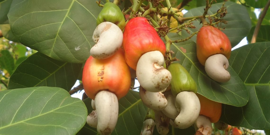 ACA urges African Gov’ts to provide conducive policy environment for cashew 1 ACA urges African Gov’ts to provide conducive policy environment for cashew