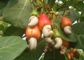 ACA urges African Gov’ts to provide conducive policy environment for cashew 1 ACA urges African Gov’ts to provide conducive policy environment for cashew
