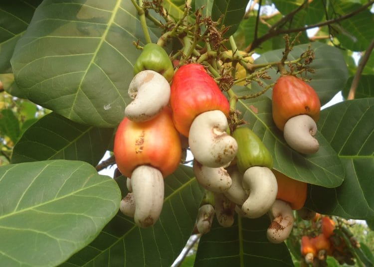 Cashew Fruit on its tree