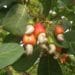 Cashew Fruit on its tree