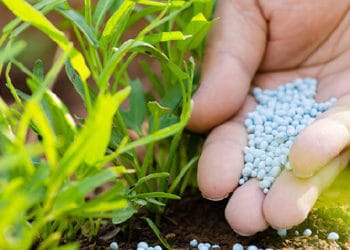 MoFA to efficiently distribute subsidized fertilizer 9 Fertilizer Application