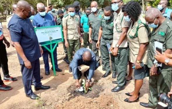 The Lands and Natural Resources Minister, Samuel Abu Jinapor planting a tree during the launch of the Green Ghana Project.