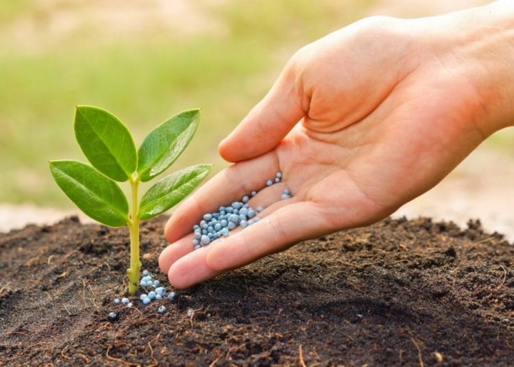 Africa’s inorganic fertilizer outlook improving, but lags behind peers- Fitch Solutions 1 Africa’s inorganic fertilizer outlook improving, but lags behind peers- Fitch Solutions