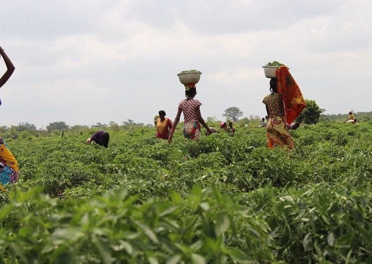 Association of Farm Producers calls for stimulus package for its members 1 The Ghana Association of Farm Producers has disclosed that access to credit has become a major challenge for its members. According to the Association, the challenge