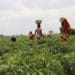 The Ghana Association of Farm Producers has disclosed that access to credit has become a major challenge for its members. According to the Association, the challenge