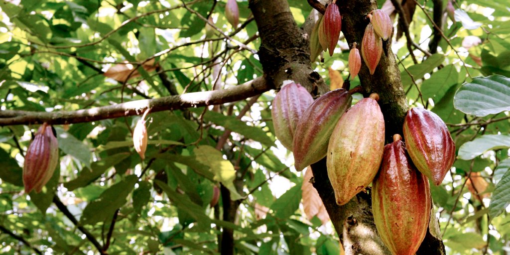 ghana cocoa pods disease