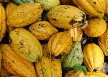 CAA gets supports to address child labour in cocoa sector 1 Cocoa Pods