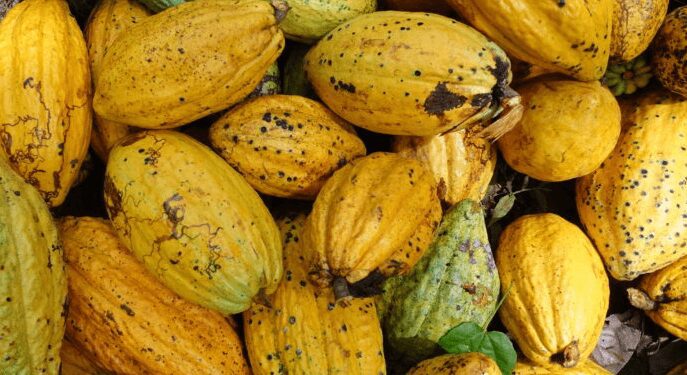 Cocoa Pods