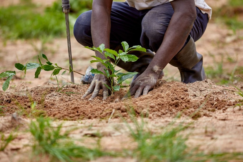 kafera danunase planting a tree on our grow hope project min