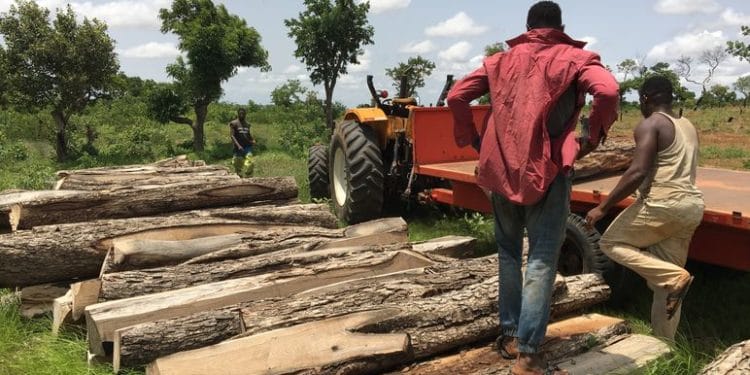Ban on illegal logging in Savannah Region takes effect on May 10 1 Illegal logging
