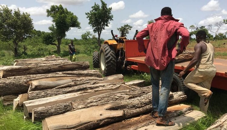 Ban on illegal logging in Savannah Region takes effect on May 10 1 Illegal logging