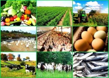 About 78,412 agribusiness workers laid off post-lockdown 6 About 78,412 agribusiness workers laid off post-lockdown