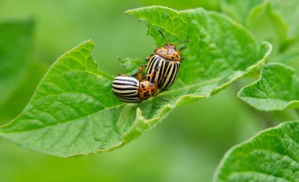 Climate change fans spread of pests, threatens plants and crops - FAO 1 Climate change fans spread of pests, threatens plants and crops - FAO