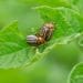 Climate change fans spread of pests, threatens plants and crops - FAO 11 Climate change fans spread of pests, threatens plants and crops - FAO