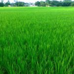 Domestic production meets only 40% of rice demand in Ghana