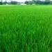 Domestic production meets only 40% of rice demand in Ghana