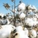 Côte d’Ivoire, others remain top-ten largest cotton-export countries globally