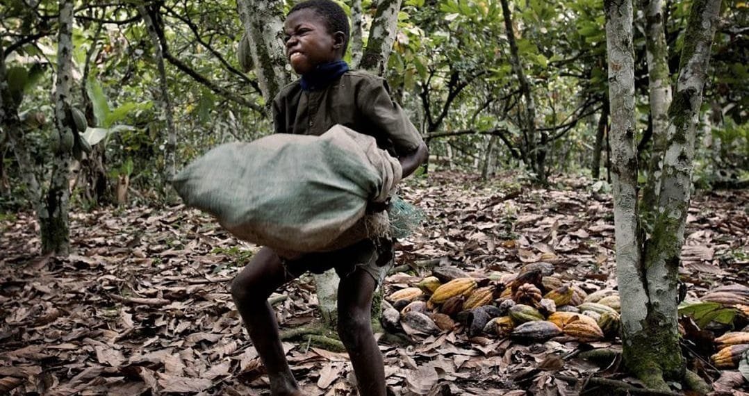 Child labour in agriculture on the rise, FAO warns 1 Child labour in agriculture on the rise, FAO warns