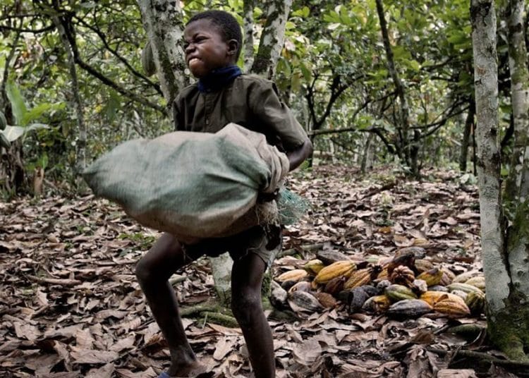 Child labour in agriculture on the rise, FAO warns 1 Child labour in agriculture on the rise, FAO warns