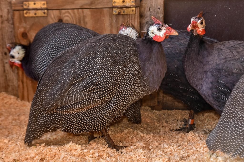 guinea fowl web 2 1024x683 1