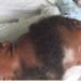 First conjoined twins separated in Ghana send touching message to Nana Aba 11 Ghanaian media personality, Nana Aba Anomoah, has received a touching message from the first-ever separated conjoined twins in Ghana over her recent kind gesture.