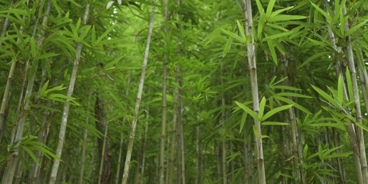 TGR targets bamboo toilet paper production in Ghana