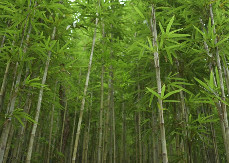 TGR targets bamboo toilet paper production in Ghana