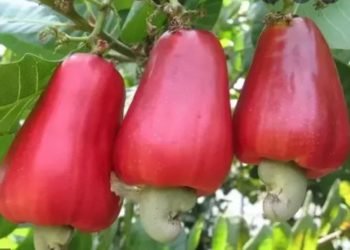 Job Loss Looms in Ghana’s Cashew Industry as Two Factories Face Imminent Closure