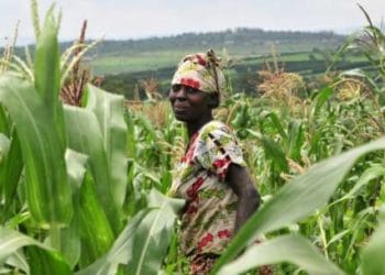 Peasant Farmers Call on Ghana Commodity Exchange to address their Challenges before Scaling up