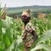 Peasant Farmers Call on Ghana Commodity Exchange to address their Challenges before Scaling up