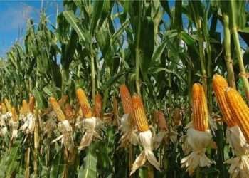 Gov’t targets 3.6 million MT of maize under PFJ in H2 2021