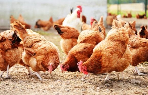 Measures are being put in place to prevent bird flu escalation- PFA