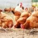Measures are being put in place to prevent bird flu escalation- PFA