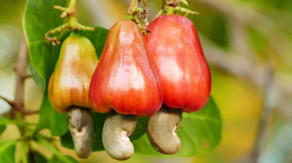 Ghana’s cashew exports average 12.5% of global exports 1 Ghana’s cashew exports average 12.5% of global exports since 2017