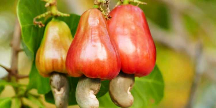 Ghana’s cashew exports average 12.5% of global exports since 2017