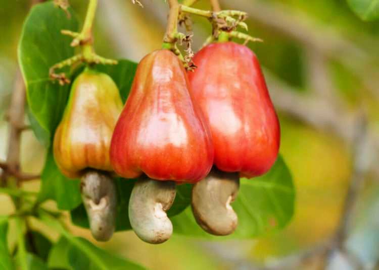 Ghana’s cashew exports average 12.5% of global exports since 2017