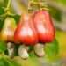 Ghana’s cashew exports average 12.5% of global exports 11 Ghana’s cashew exports average 12.5% of global exports since 2017