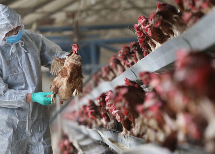 Veterinary service and partners doing their best- GNAPF on Bird Flu 1 Veterinary service and partners doing best- GNAPF on Bird Flu