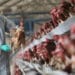 Veterinary service and partners doing their best- GNAPF on Bird Flu 12 Veterinary service and partners doing best- GNAPF on Bird Flu